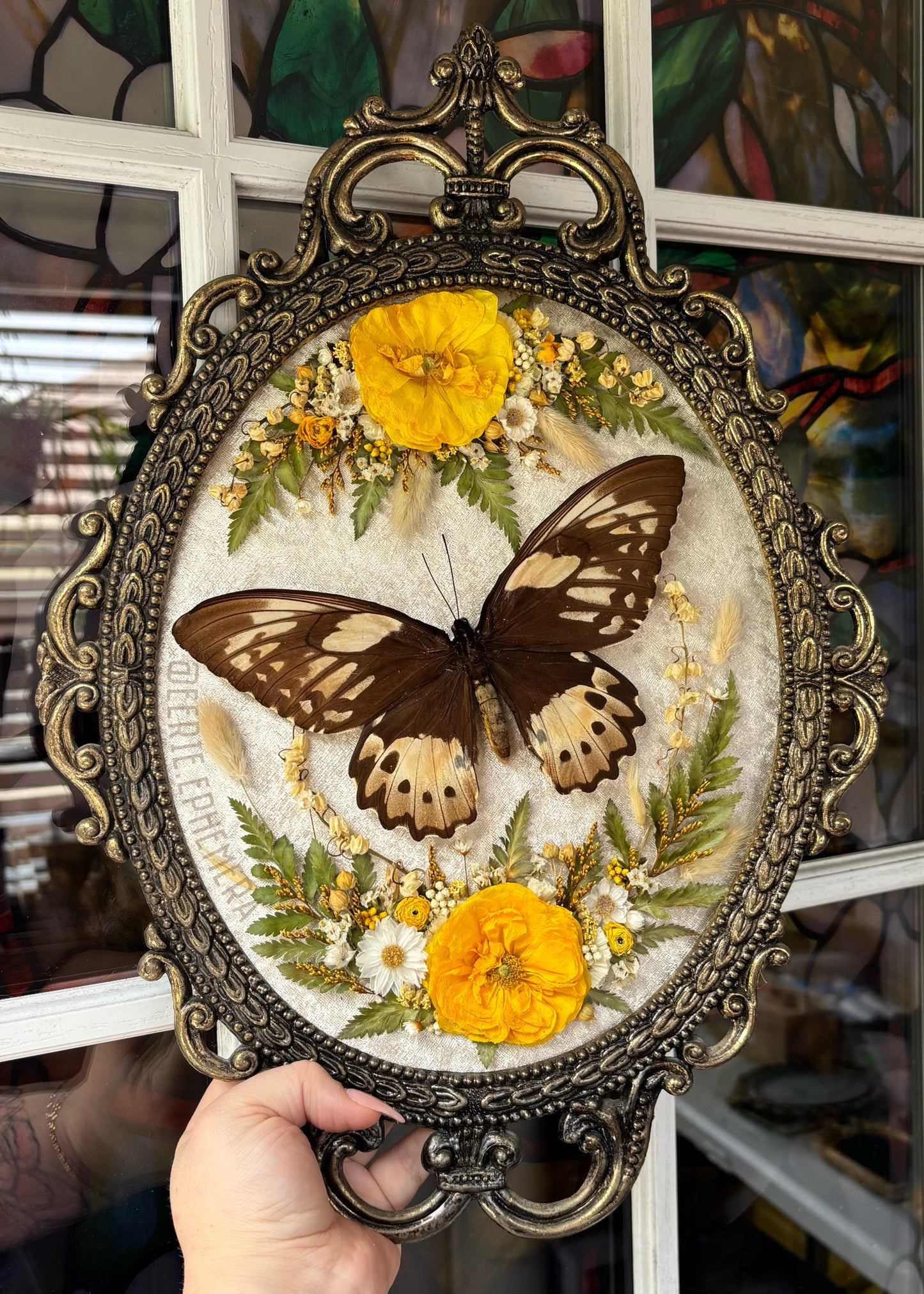 Priam's Birdwing