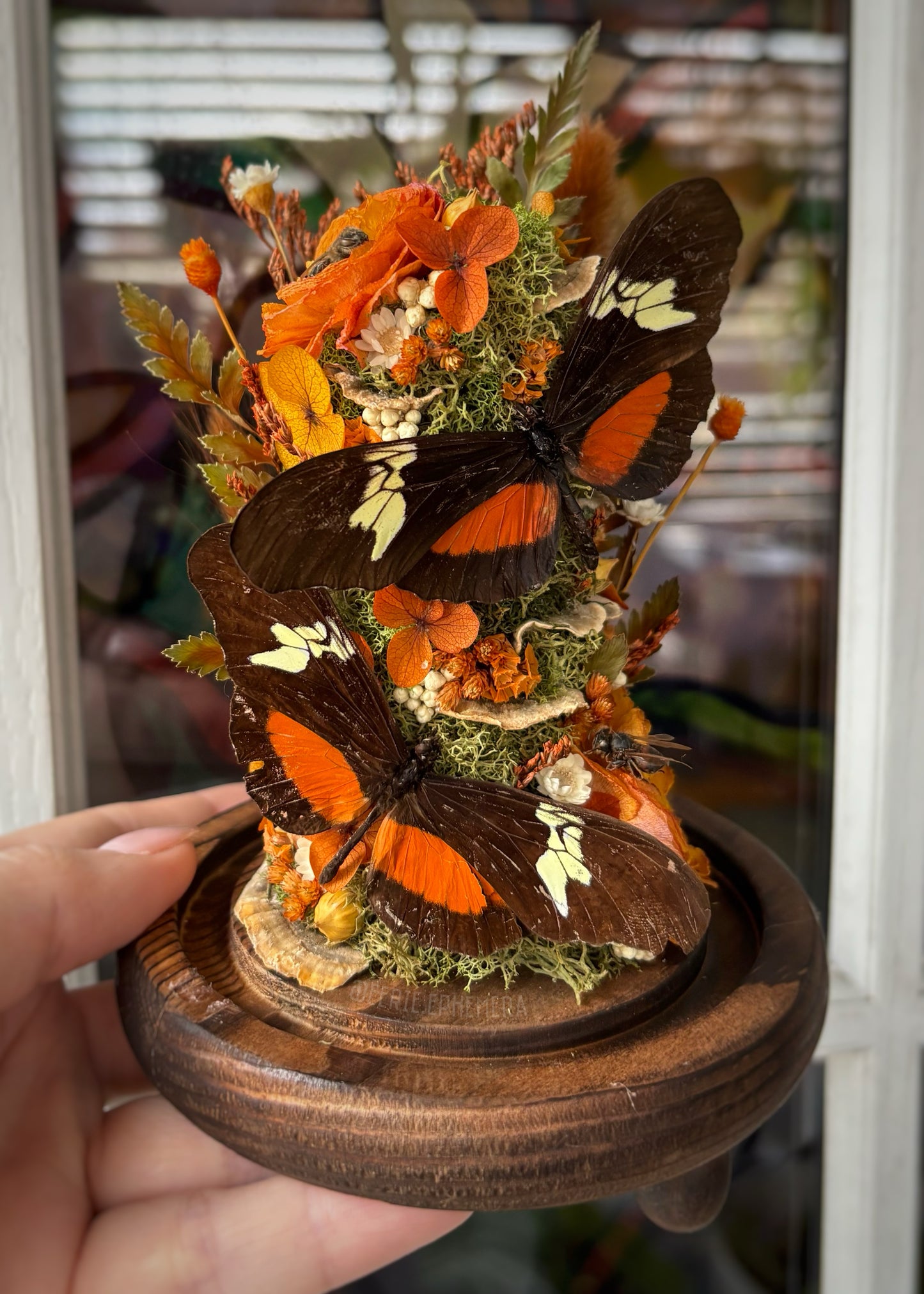 Orange Longwing Cloche