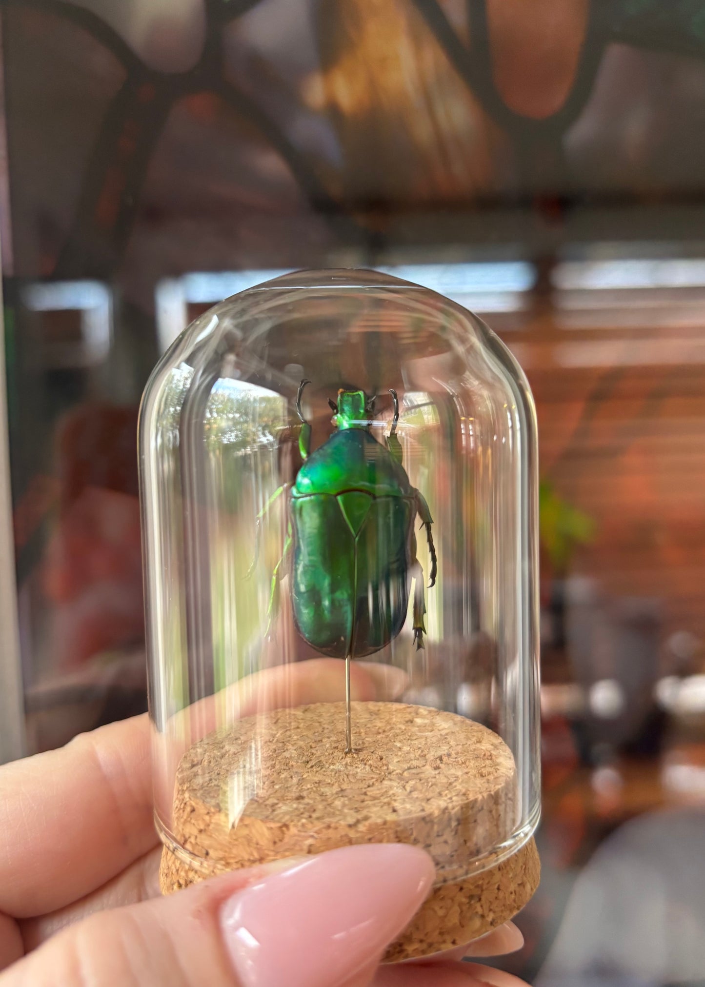 Green Scarab Beetle