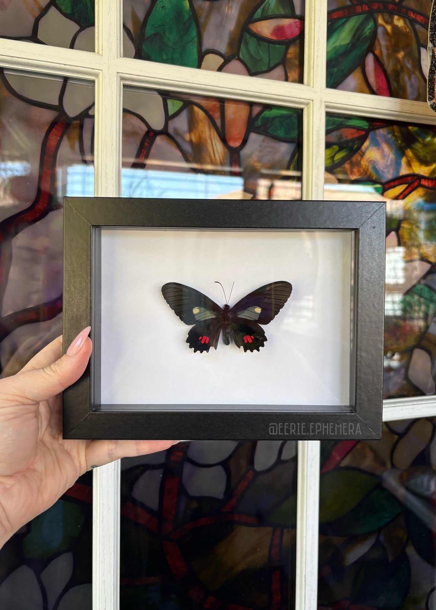 Iphidamas Cattleheart