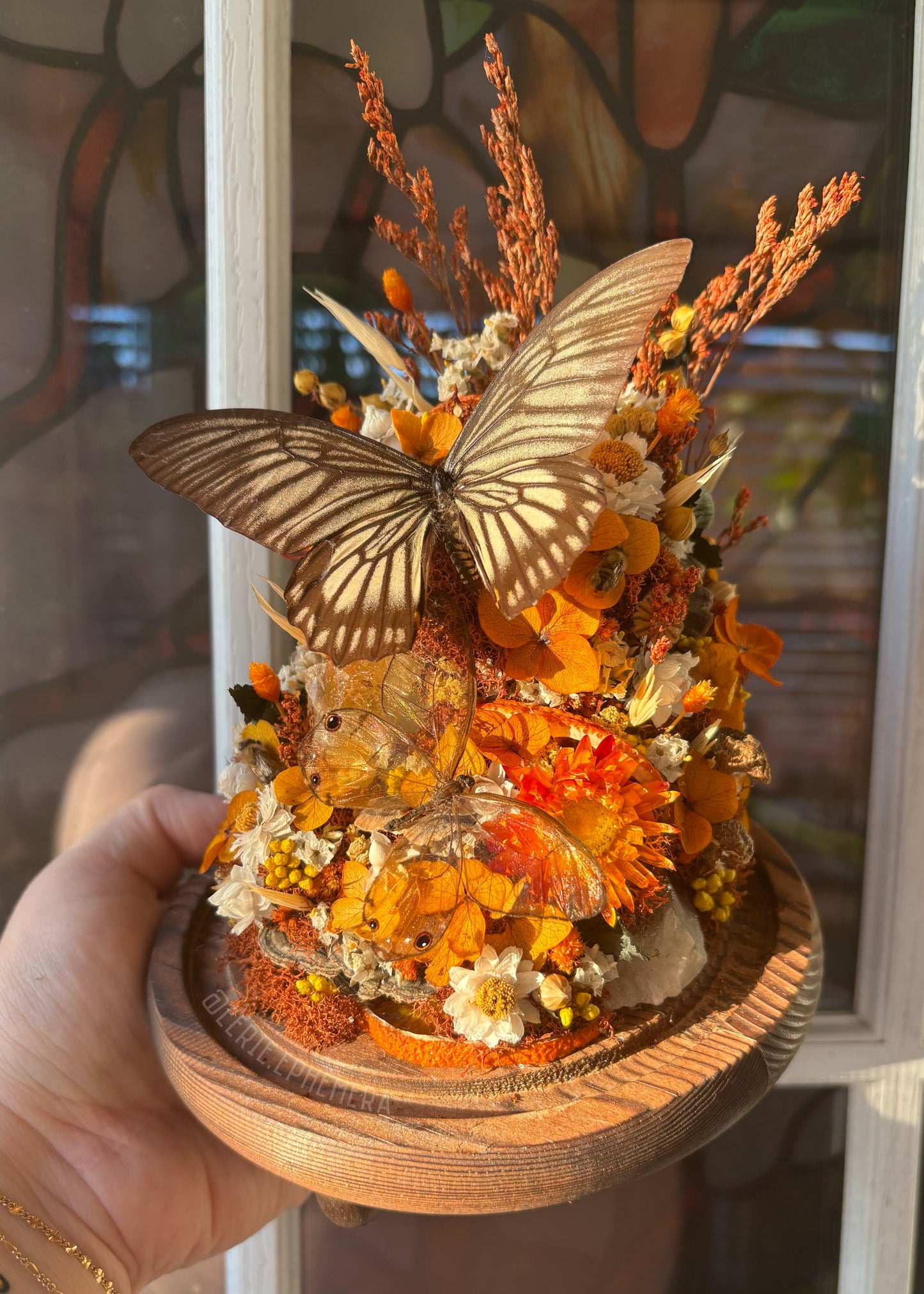 Ghost Swallowtail