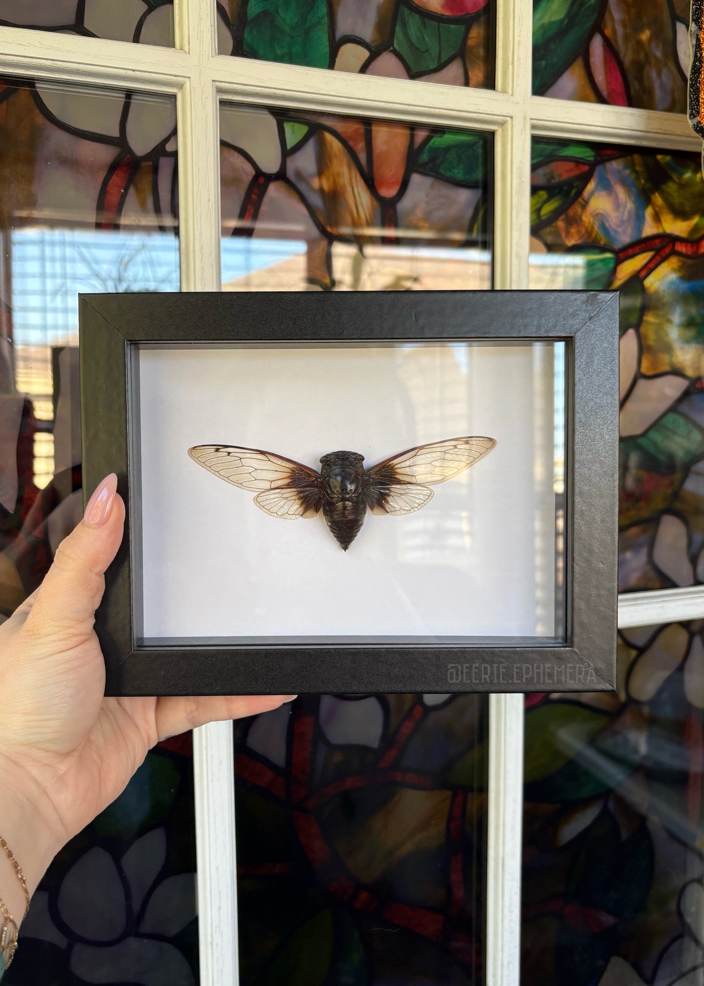 Black Clearwing Cicada