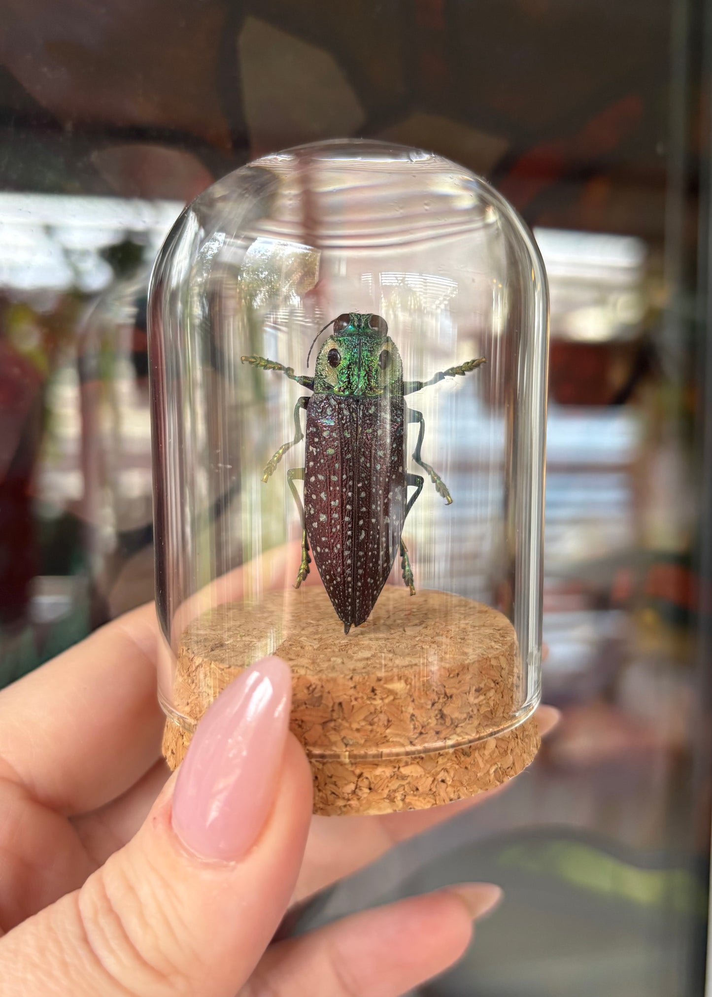 False Eyed Jewel Beetle