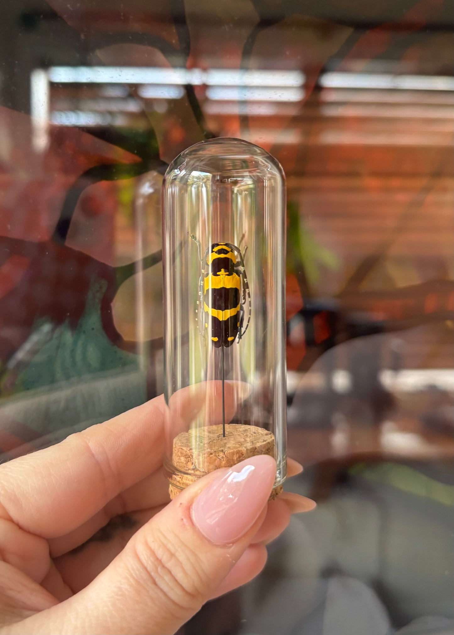 Yellow Longhorn Beetle