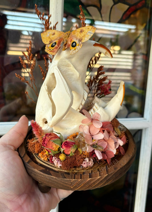 Beaver Skull IO Moth Cloche