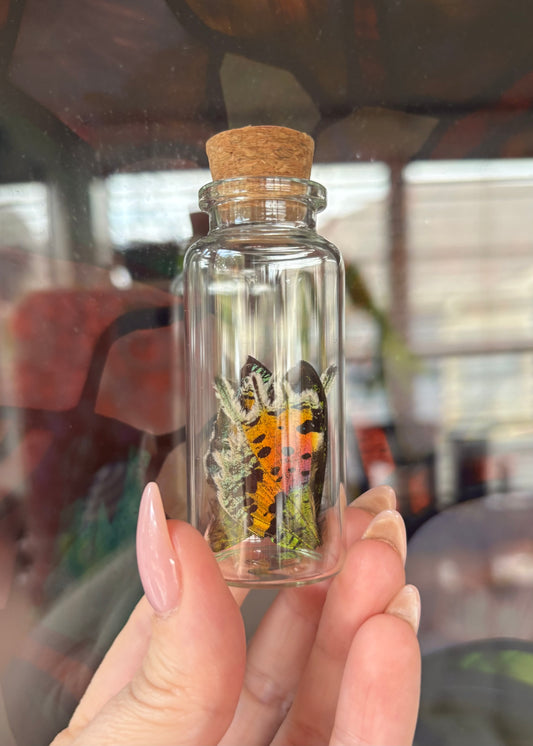 Sunset Moth Wing Vial