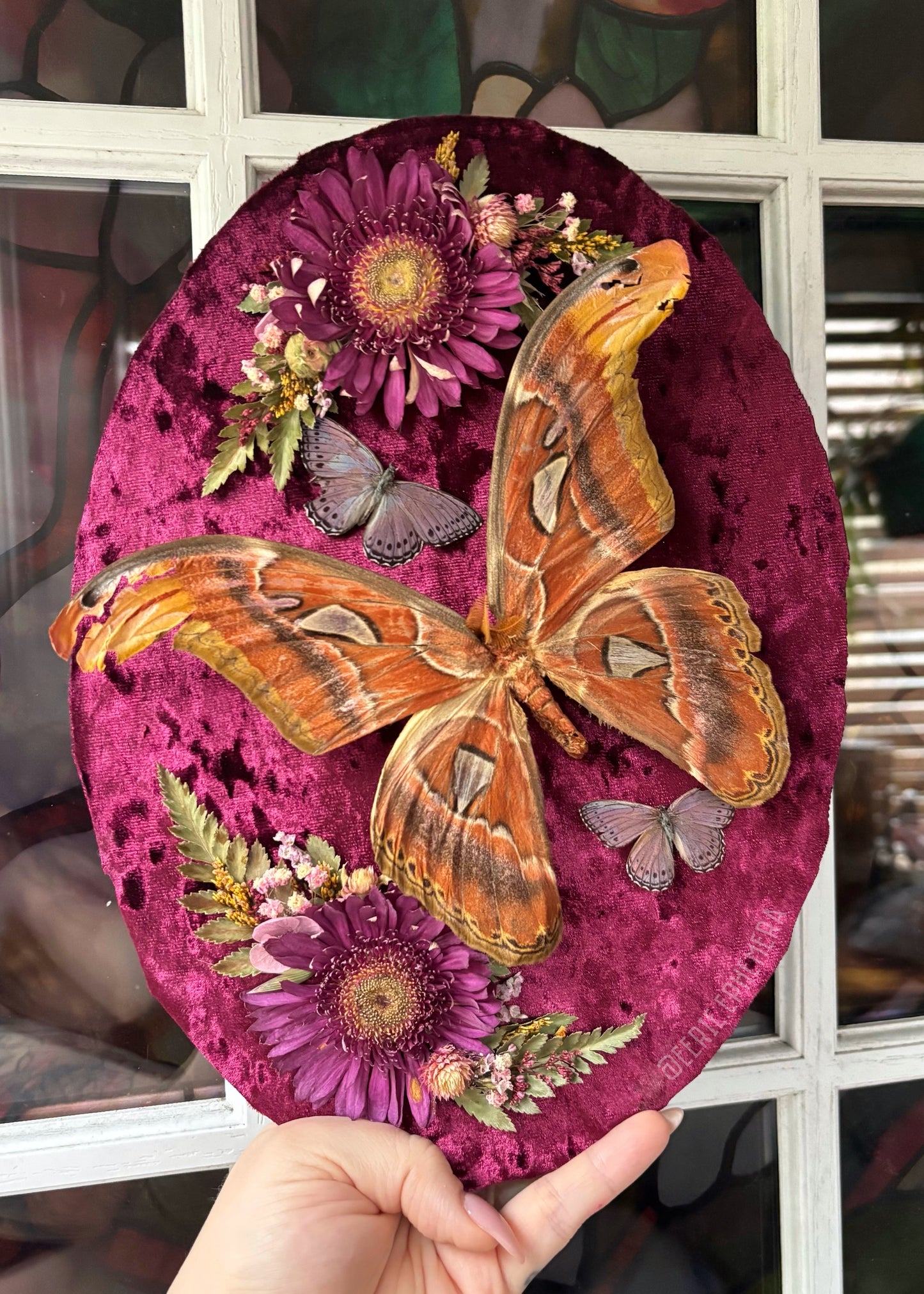 Atlas Moth with Lilac Tree Nymphs