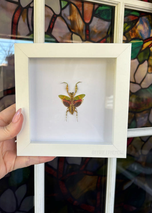 Jeweled Flower Mantis