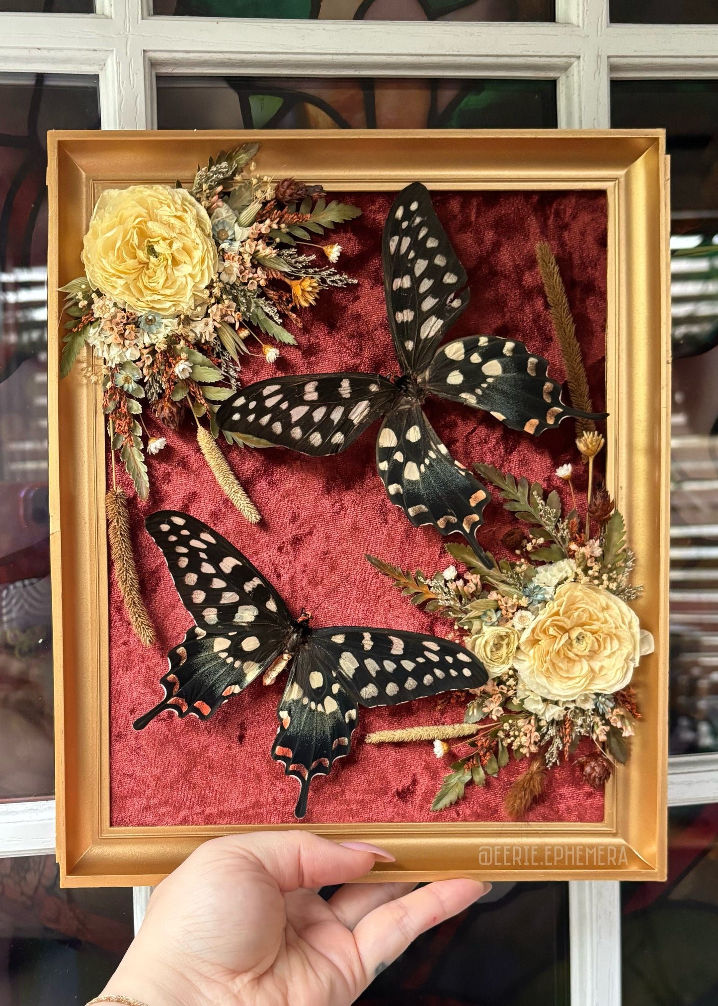 Rust Madagascar Swallowtails