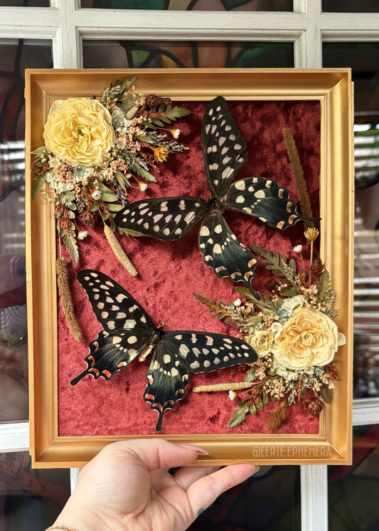 Rust Madagascar Swallowtails