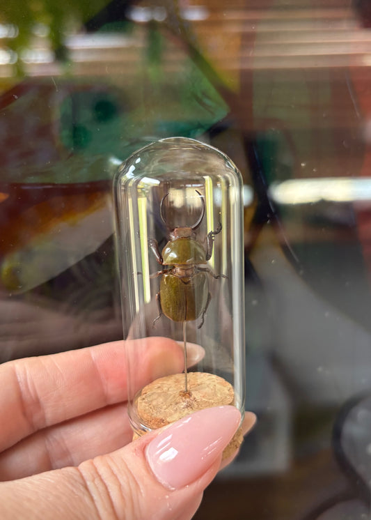 Green Horned Chafer Beetle