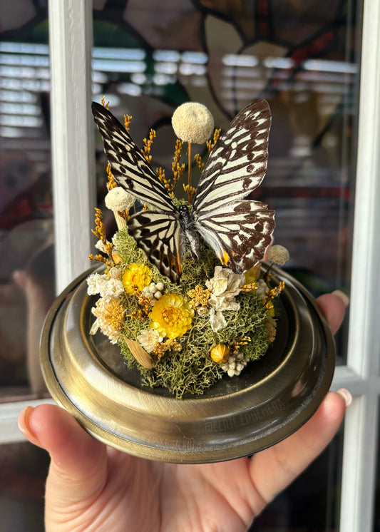 Zebra Butterfly Cloche