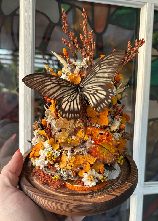 Ghost Swallowtail
