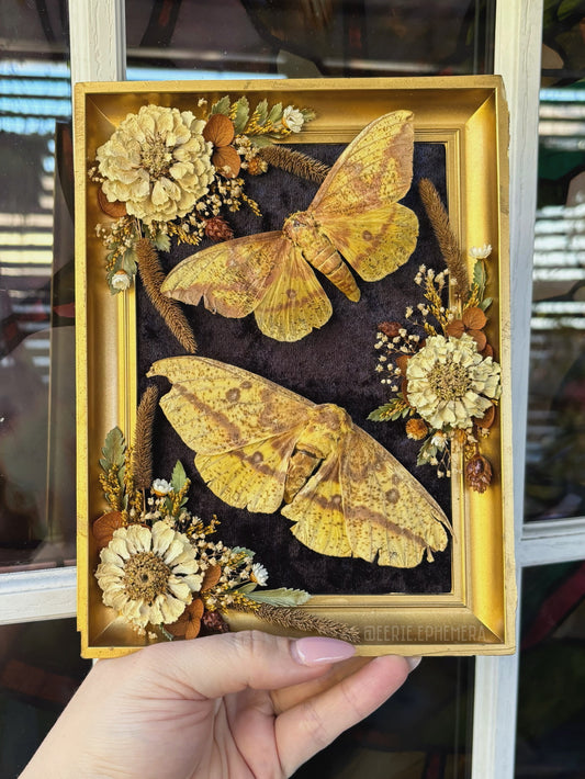 Imperial Moth MCM