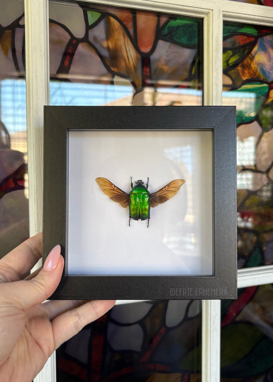Green Scarab Beetle