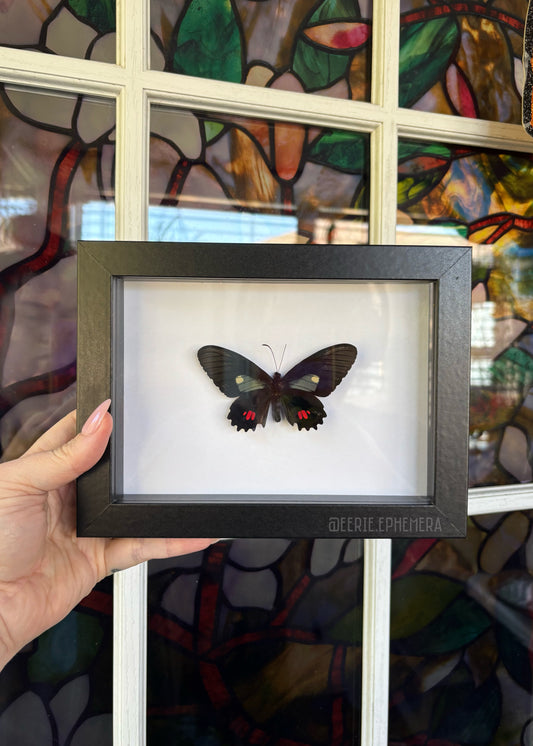 Iphidamas Cattleheart