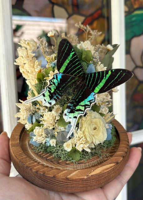 Green-banded Urania