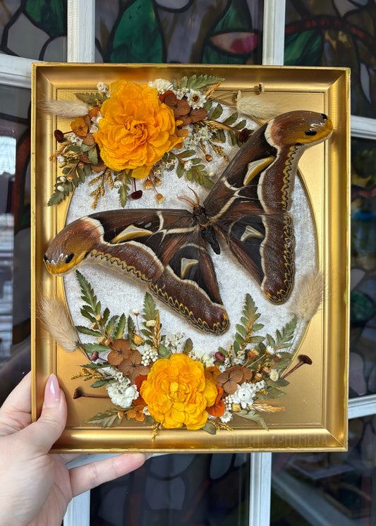 Atlas Moth MCM