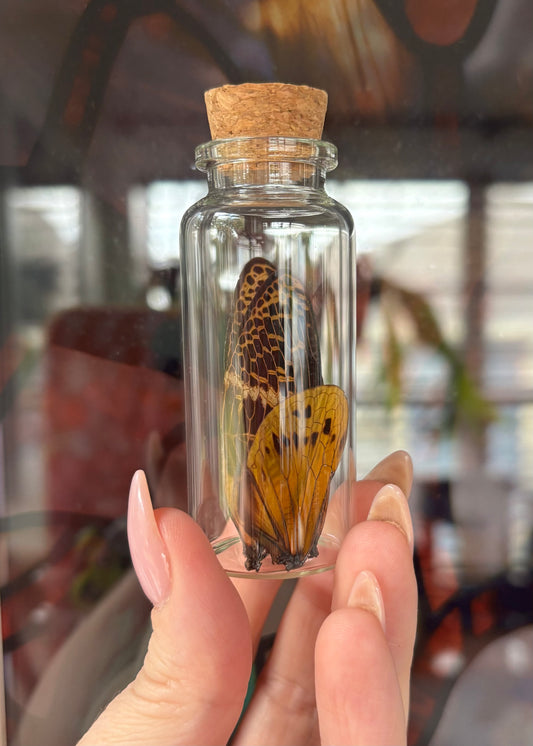 Cicada Wing Vial