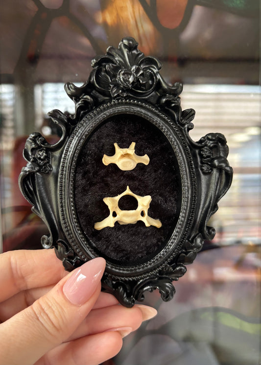 Black Mini Double Vertebrae Frame