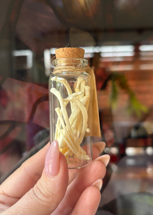 Opossum Bone Vial