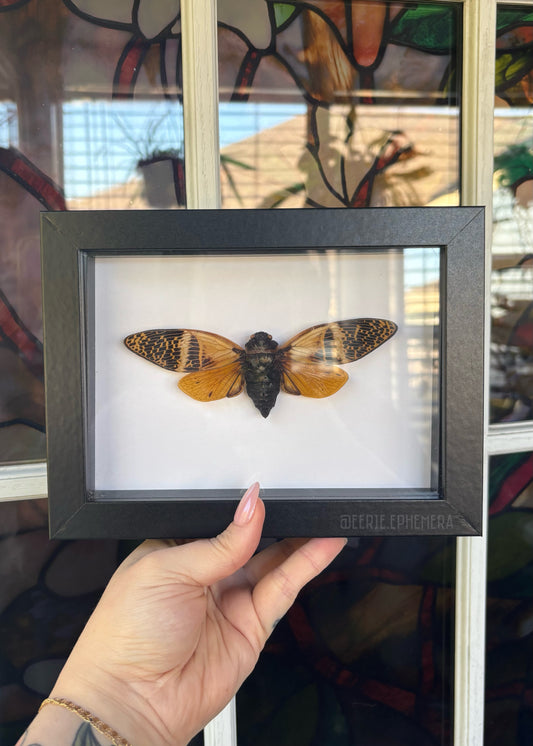 Giant Coconut Cicada