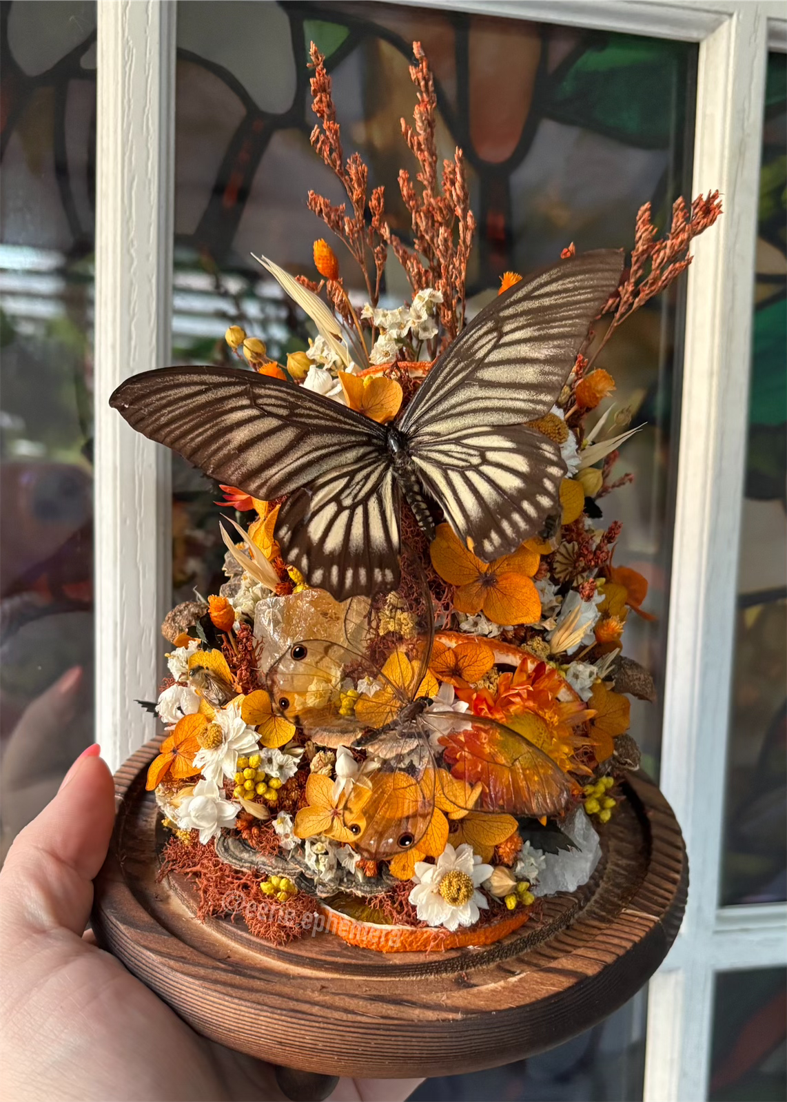 Ghost Swallowtail