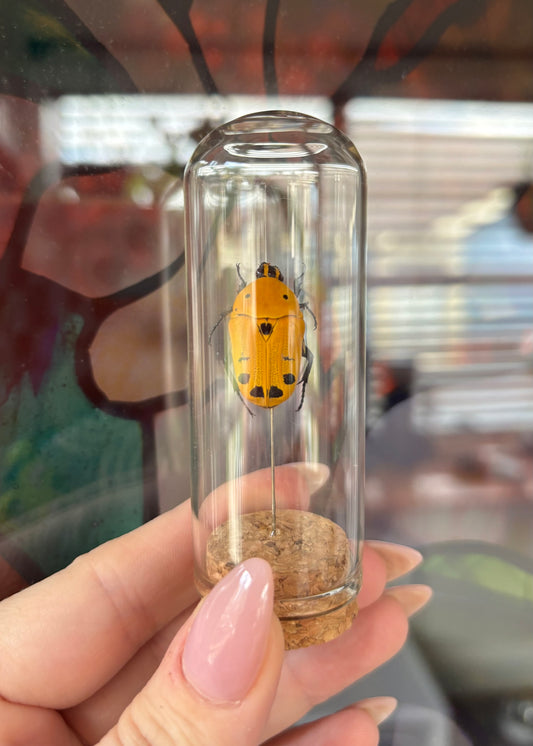 Orange Spotted Flower Beetle