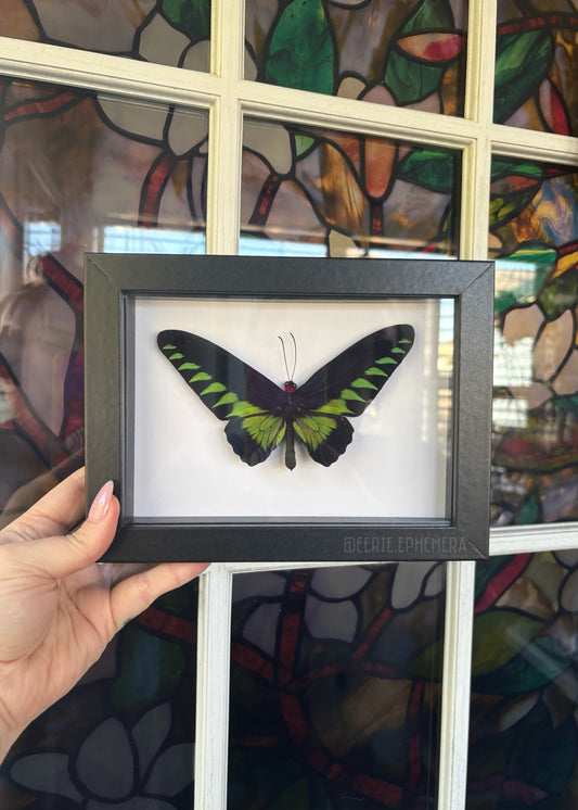 Rajah Brooke’s Birdwing