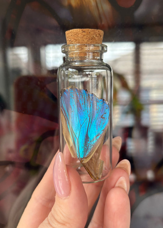 Morpho Portis Wing Vial