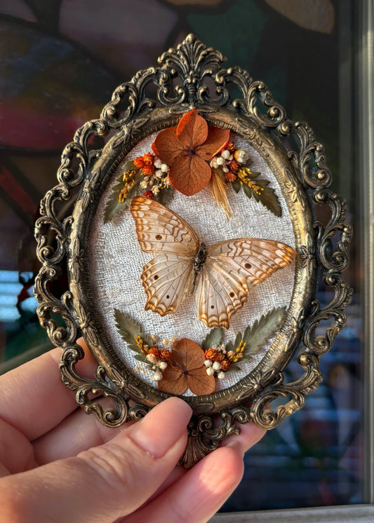 White Peacock Butterfly Frame