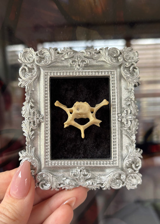 Silver mini vertebrae frame