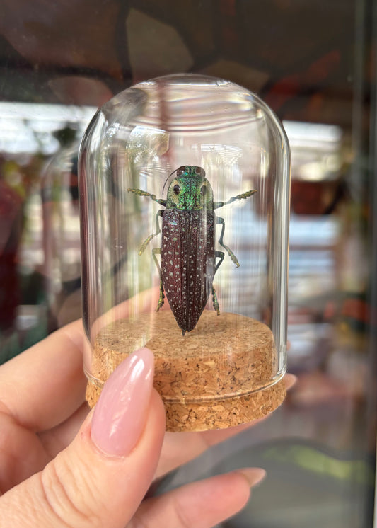 False Eyed Jewel Beetle