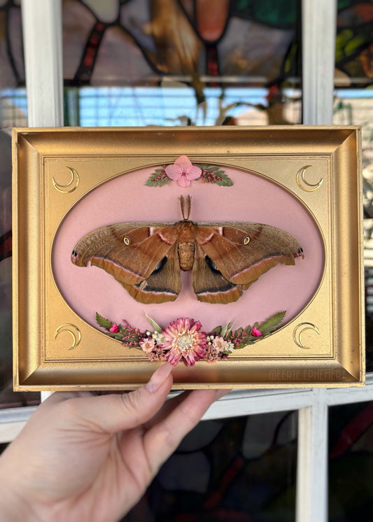 Pink Polyphemus
