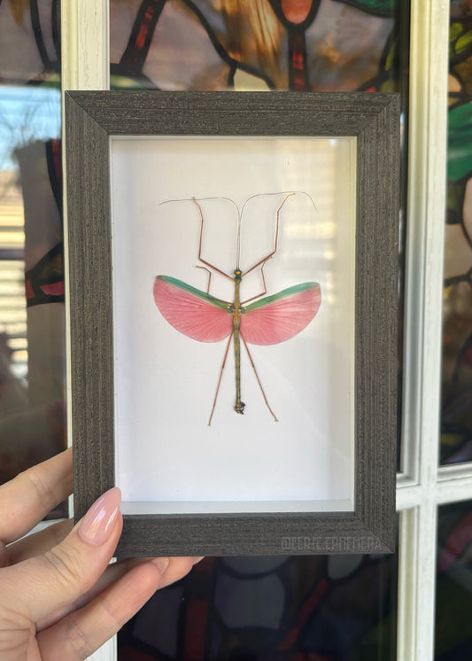 Yellow-spotted Flying Stick Insect