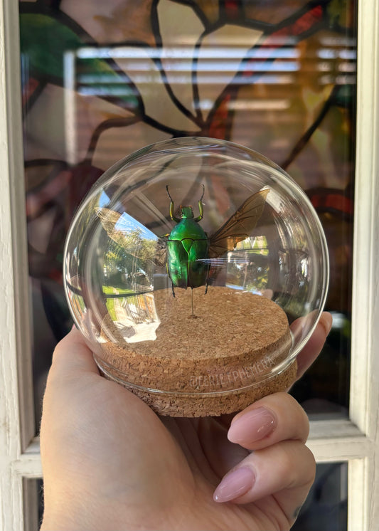Green Scarab Beetle Cloche